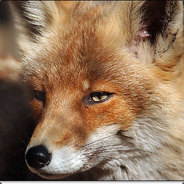 Renard* is back - steam id 76561197967787681