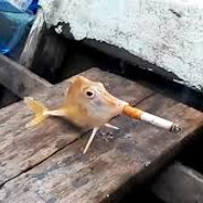 Chlpatecz - steam id 76561198119541416