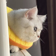 狂扣菊花猛闻手