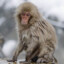 Snowmonkey