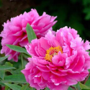 我新冠倒地但需要咳嗽