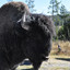 an bison