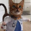 doctor miau