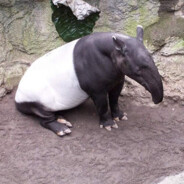 tapir prime