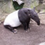 tapir prime