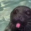 Gravy Seal