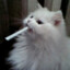 Bashik_16