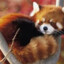 MR.RED PANDA