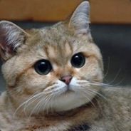 СВЕРХРАЗУМ