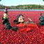 Cranberry_Cider