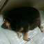 annihilating dog