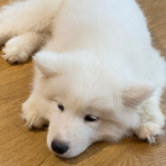 方文山上卖豆腐