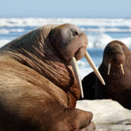 Walrus