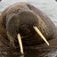 Drunk Walrus