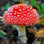 Amanita Muscaria