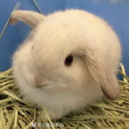 小兔