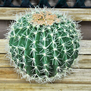 ball cactus