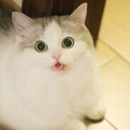 Little cheat不借号