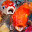 Shift BIG Fish