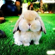 大吉大利，今晚吃鸡