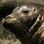 Aggressive Seal