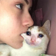 心流战斗小猫面包