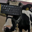 Virtual Reality Cow