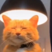 橘猫不能不吃肉