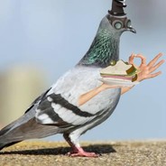 The Almighty Pigeon Man