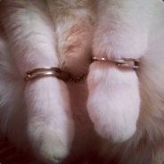 Mr.Cat