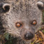 PopcornBinturong