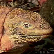 Reptilianstein avatar