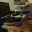 perro en compu