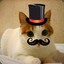 Señor ScruffyCat