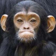 AutoChess·Official·partner