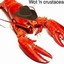 FedoraLobstar