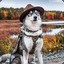 Silverhuskie