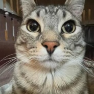 可利爱吃巧克力