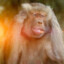 MonKey_KUY