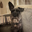 Nerf