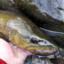 marble_trout