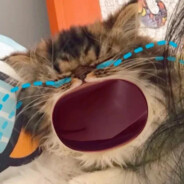 不要出卖你的小鸡