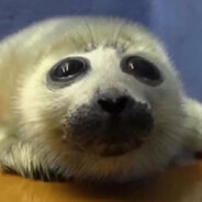 Seal