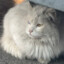 caty