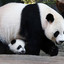 Big_fat_Panda