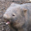 Wombat