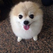 FlufflyDog