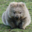 Cubik Wombat