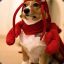 Crab Dog