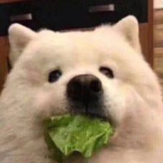 莽村车神李友田